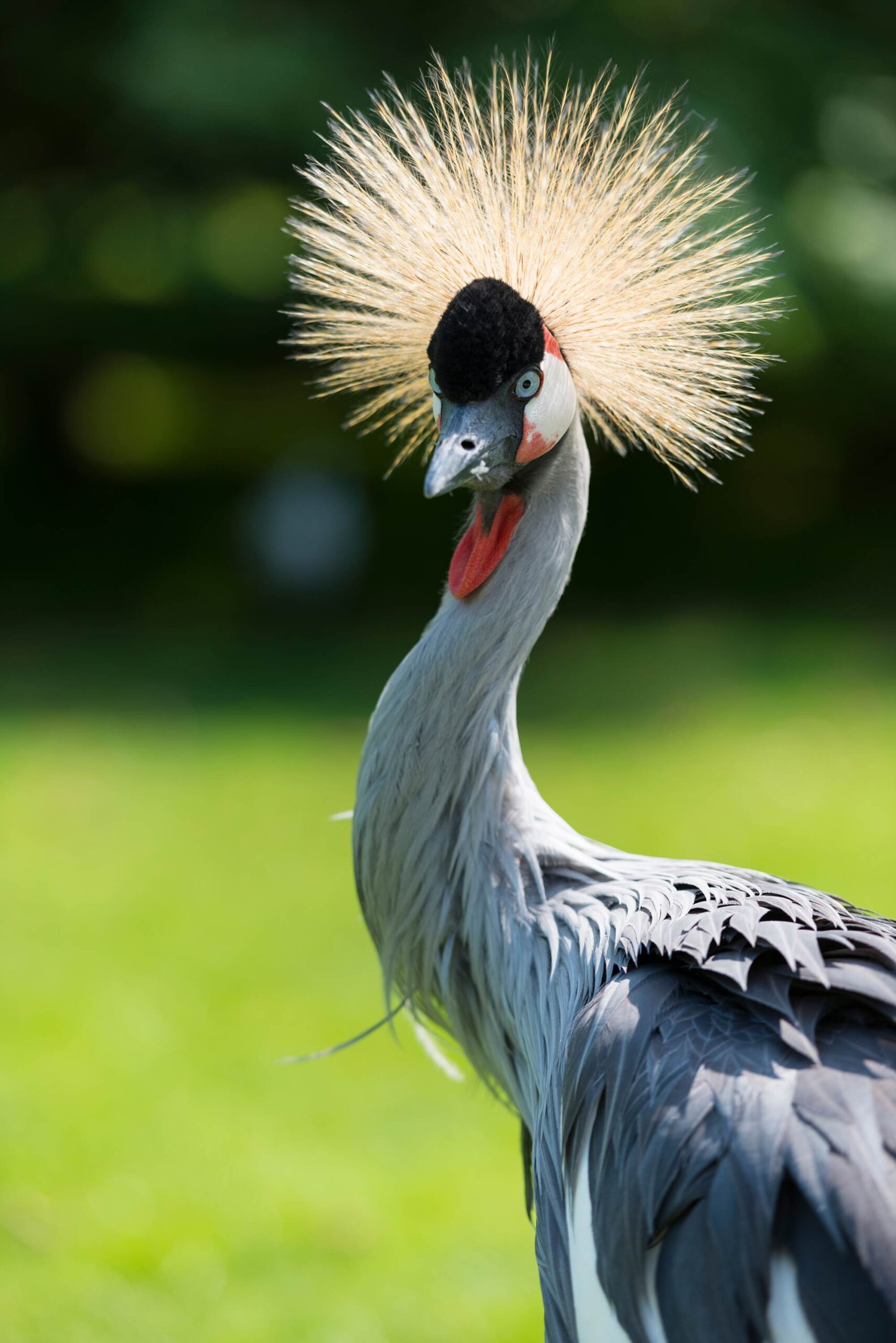 Zoo de Branféré ()